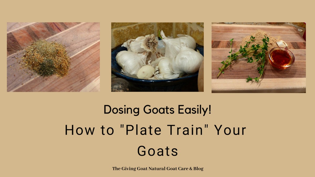 Why we “Plate Train” Our&nbsp;Goats