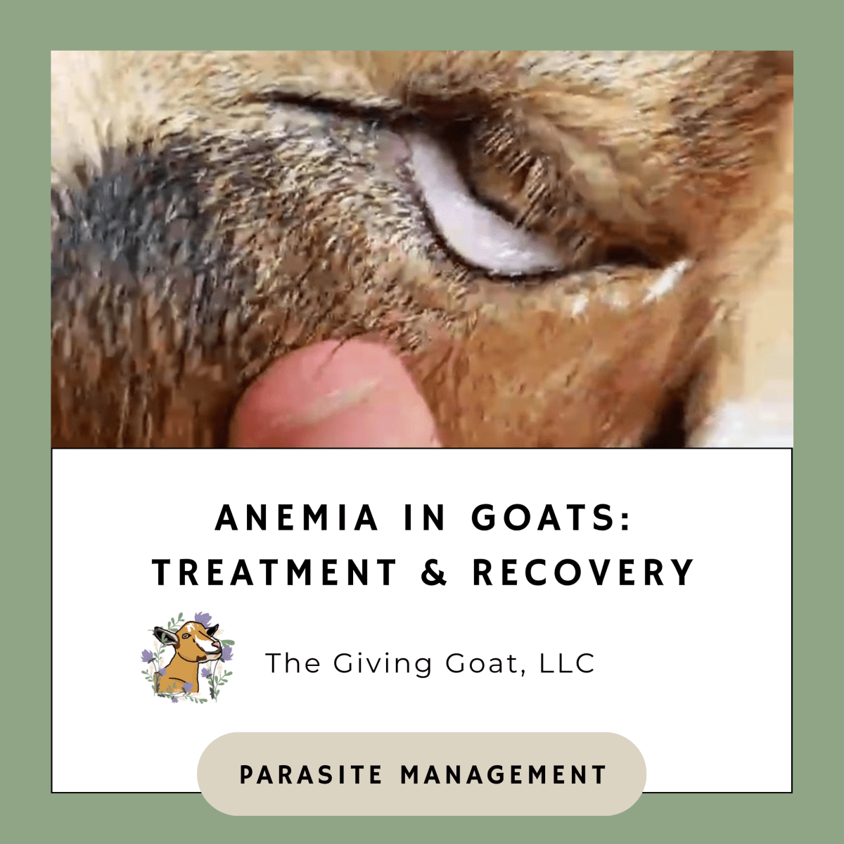Anemia in Goats: Treatment &&nbsp;Recovery