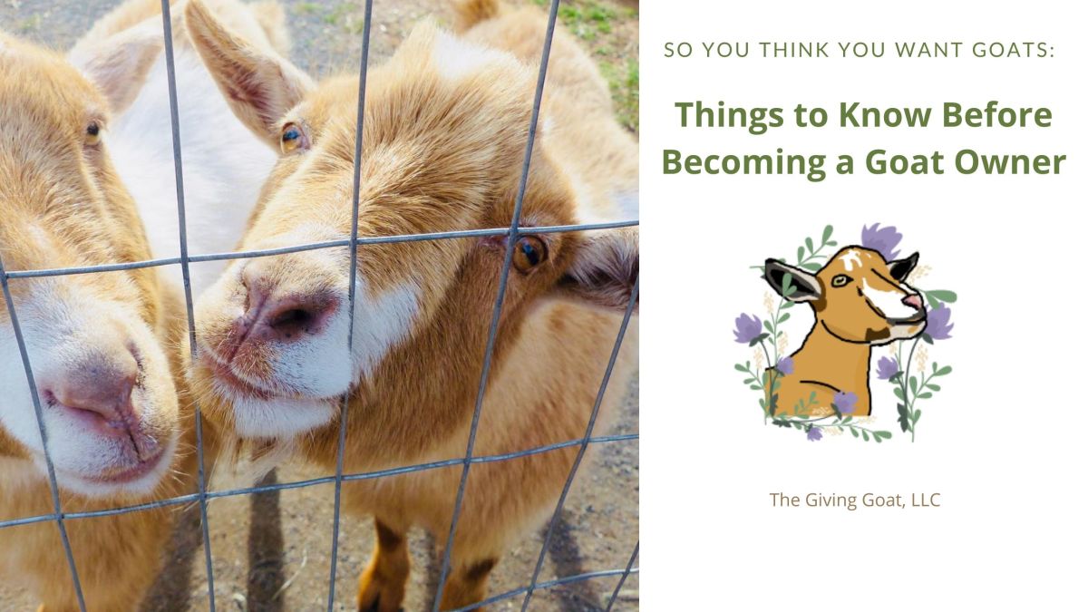 So You Think You Want Goats: Things to Know Before Becoming a Goat&nbsp;Owner
