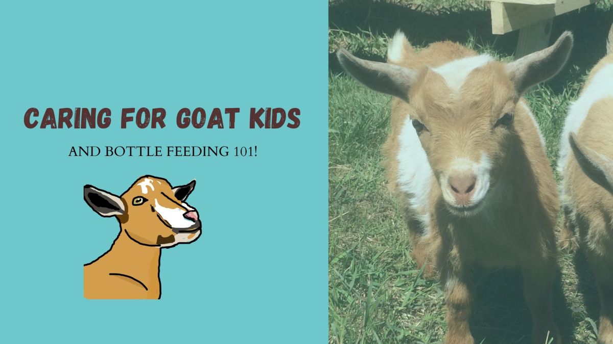Caring for Goat Kids: From Birth to&nbsp;Weaning