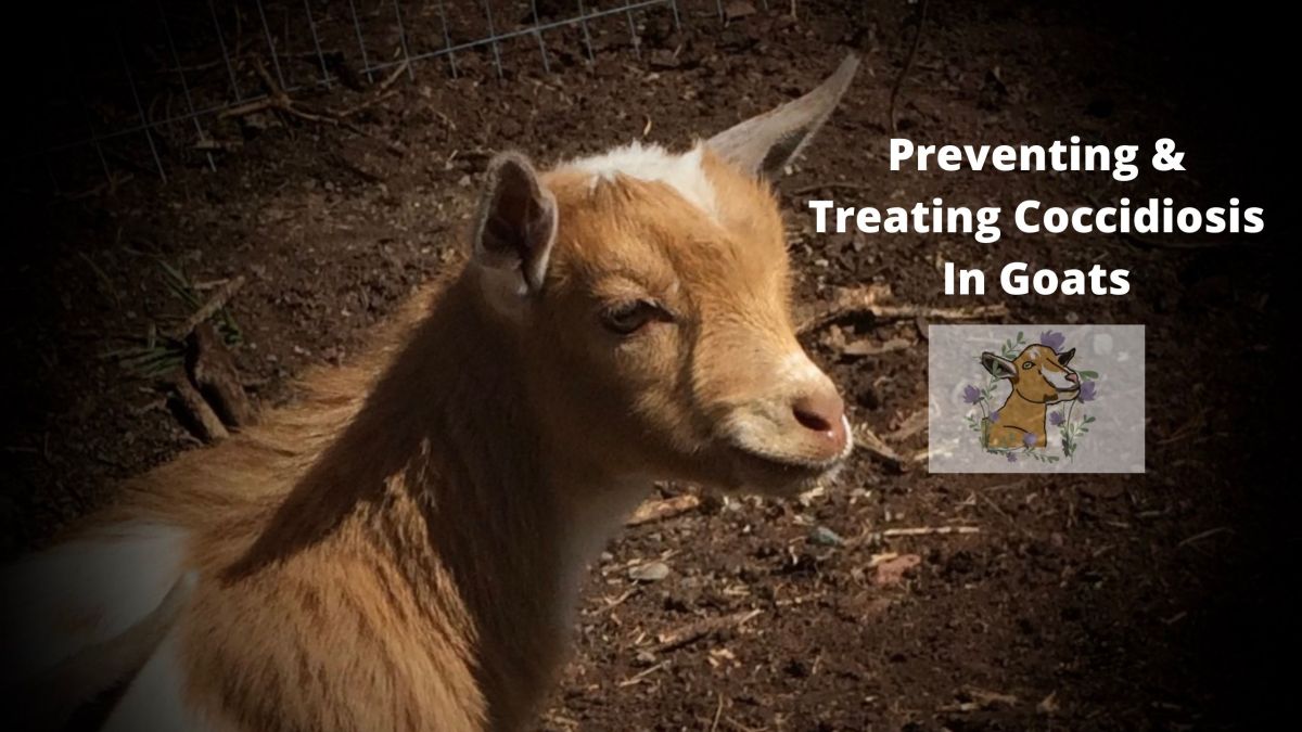 Preventing & Treating Coccidiosis in&nbsp;Goats
