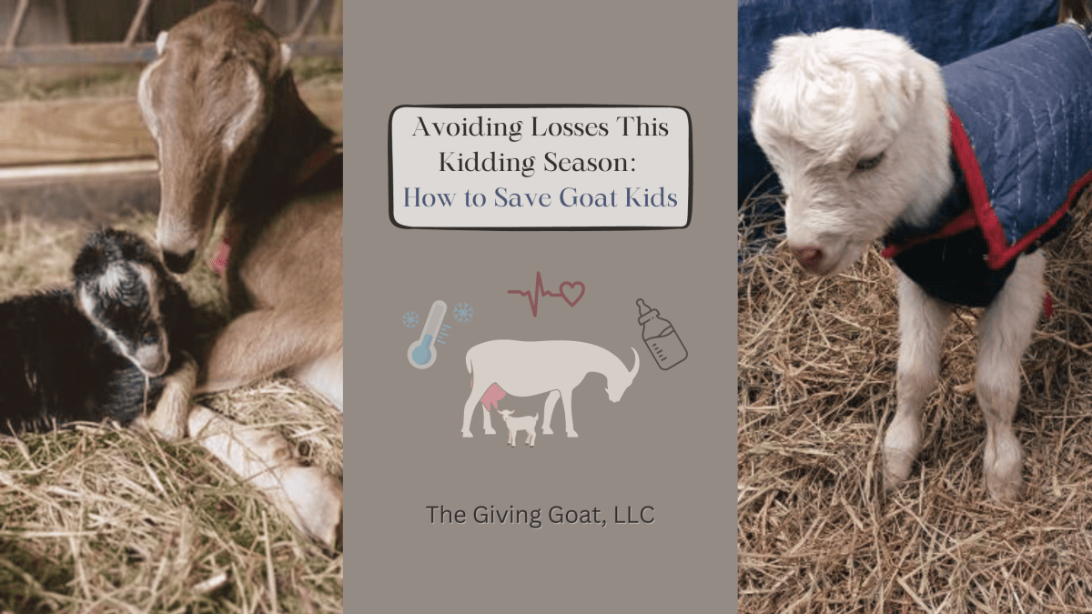 Avoiding Losses This Kidding Season: How to Save Goat&nbsp;Kids