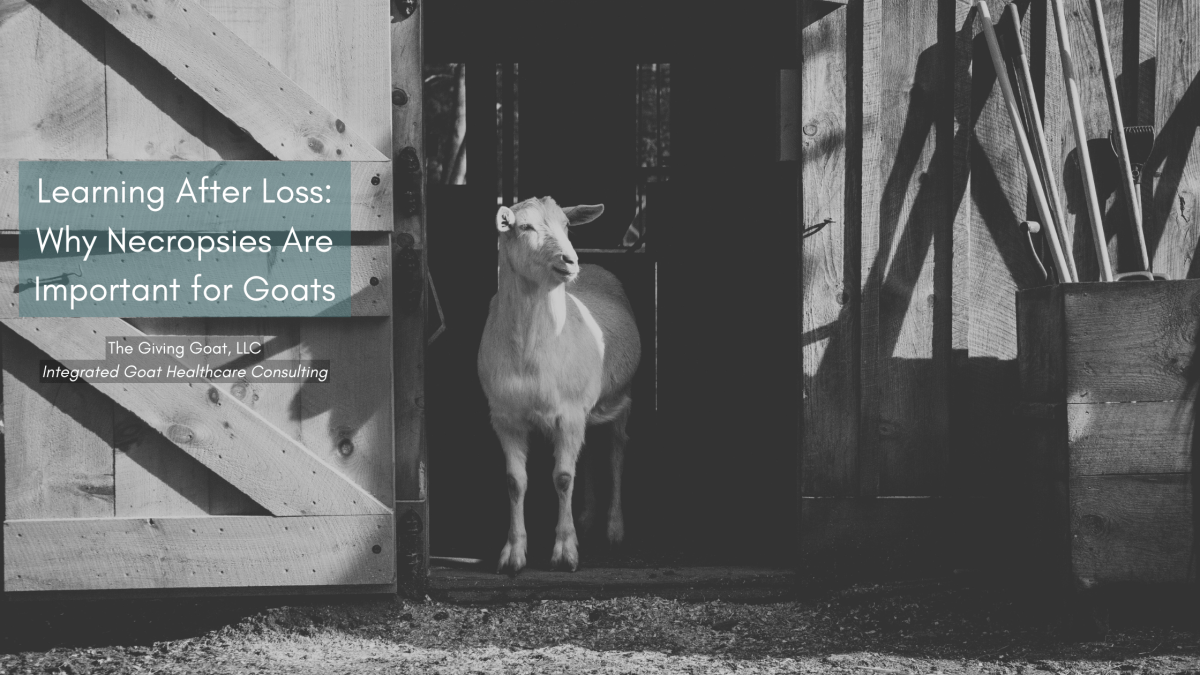 Learning After Loss: Why Necropsies Are Important for&nbsp;Goats