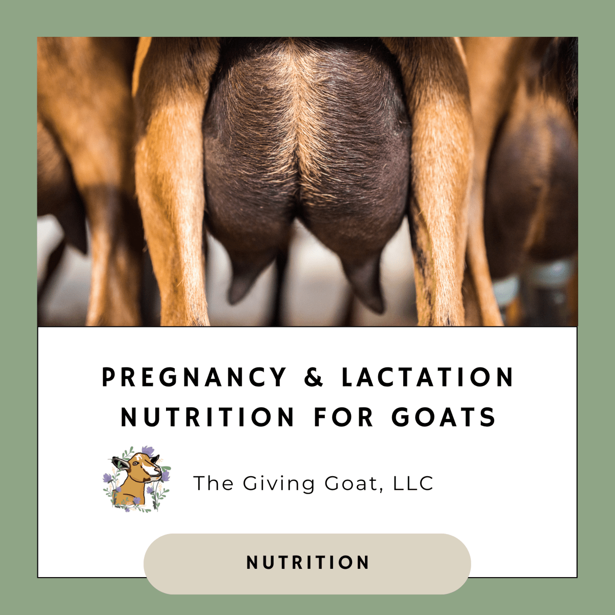 Goat Pregnancy and Lactation&nbsp;Nutrition